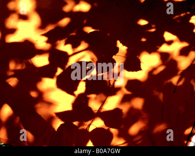 Ombre de feuilles des arbres contre un mur en terre cuite formant un motif abstrait Banque D'Images