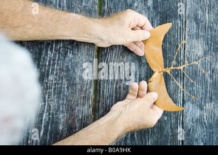Homme tenant des feuilles déchirées, coupées, vu de l'directement au-dessus Banque D'Images