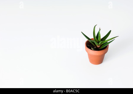 L'aloe vera en pot plante, high angle view Banque D'Images