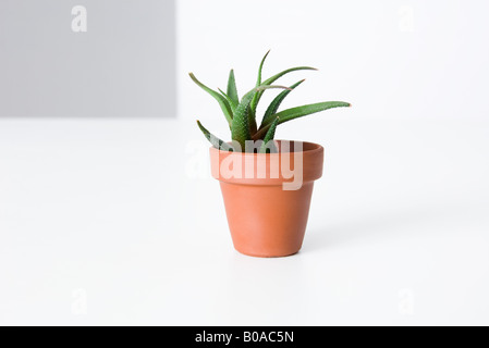 L'aloe vera en pot plant, close-up Banque D'Images