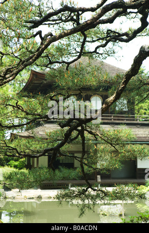 Pagode japonaise vue à travers des branches de pins Banque D'Images