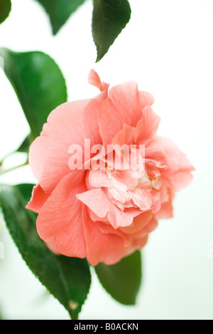 Fleur de camélia rose, close-up Banque D'Images