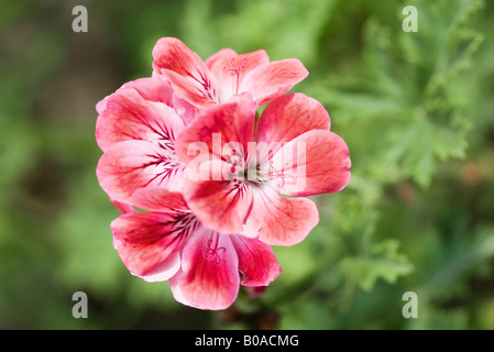 Géranium rose, close-up Banque D'Images
