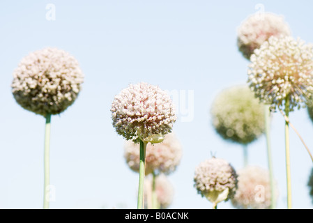 L'allium flowers growing, close-up Banque D'Images