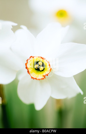 Fleurs de narcisses, close-up Banque D'Images