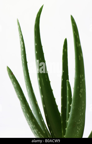 Plante d’Aloe vera Banque D'Images