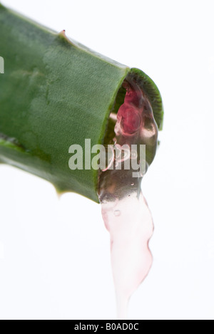 Feuille d'aloe vera gel et, close-up Banque D'Images