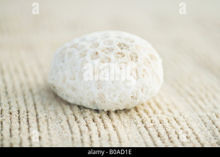 Coral sur sable ratissée, close-up Banque D'Images