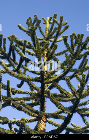 Monkey puzzle ou pin du Chili (Araucaria araucana) Banque D'Images