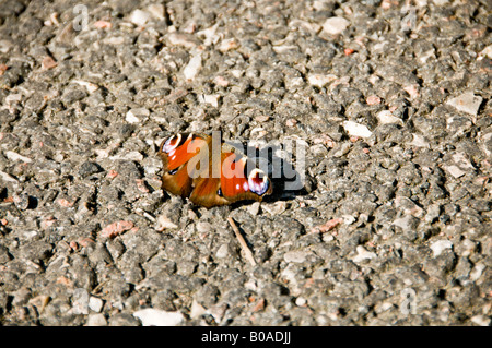 Peacock butterfly (Inachis Io) se reposant dans le soleil sur l'asphalte à Göteborg, Suède. Banque D'Images