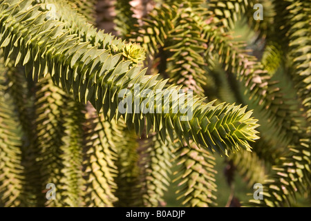 Monkey puzzle ou pin du Chili (Araucaria araucana) Banque D'Images