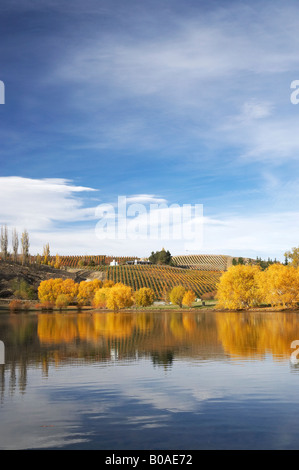 La couleur en automne et vignoble Bannockburn Inlet Lake Dunstan Central Otago ile sud Nouvelle Zelande Banque D'Images