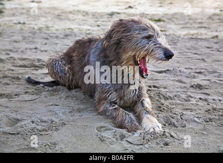 Irish Wolfhound sur Inchidony beach West Cork Irlande Banque D'Images