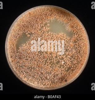 Culture de la tache foliaire Septoria (Phaeosphaeria nodorum) sur boîte CzV8 petri Banque D'Images