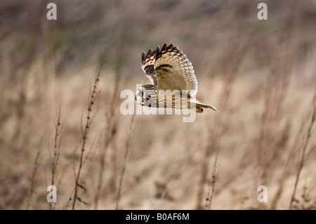 Le hibou des marais (Aseo flammeus), volant à l'état sauvage Banque D'Images