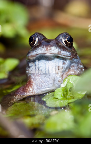 Les femelles de la grenouille (Rana temporaria) dans un étang de jardin avec frogspawn Banque D'Images