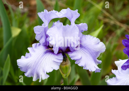 Violet bearded iris Banque D'Images