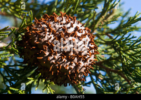 Cedar-Apple Rust Spore Banque D'Images