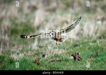 Le hibou des marais (Aseo flammeus), volant à l'état sauvage Banque D'Images