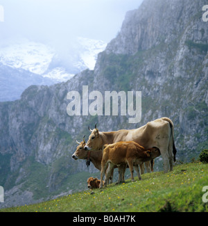 La montagne asturienne vaches et veau de lait dans la région de montagnes majestueuses en Espagne Picos de Europa Banque D'Images