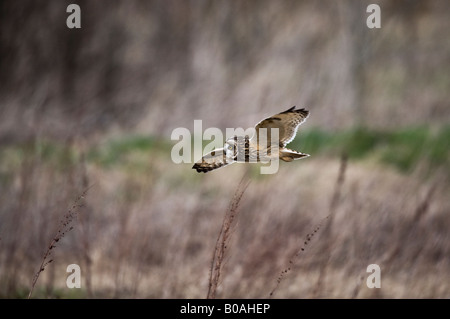 Le hibou des marais (Aseo flammeus), volant à l'état sauvage Banque D'Images