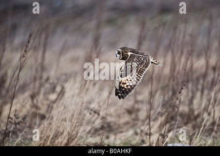 Le hibou des marais (Aseo flammeus), volant à l'état sauvage Banque D'Images