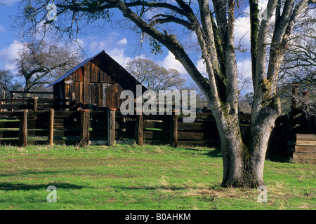 Old corral et hay shed ci-dessous Arbre de chêne en hiver près de Amador City Amador County en Californie Banque D'Images