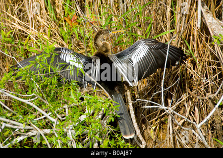 L'anhinga sécher ses ailes dans le parc national des Everglades en Floride USA Banque D'Images