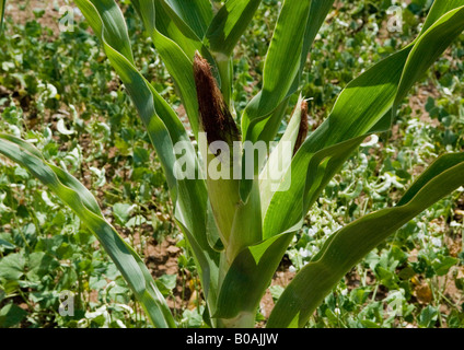 Plants de maïs avec escalade et Moola radis haricot vert appelé la vaillance dans un village sur les collines de ferme au sud-est du Gujarat. Banque D'Images