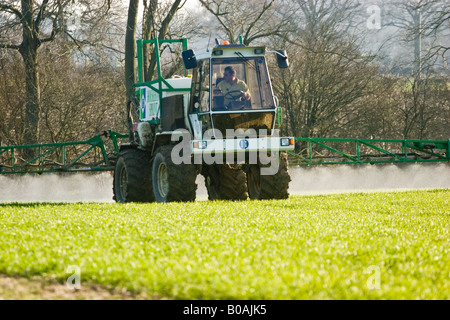 Blé de pulvérisation pour lutter contre les mauvaises herbes Banque D'Images