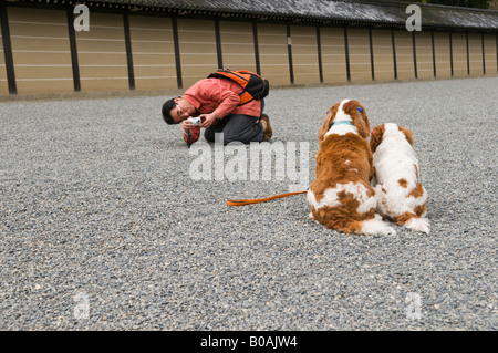 Photographies d'un homme ses deux animaux de Cavalier King Charles Spaniel chiens à Kyoto au Japon Banque D'Images