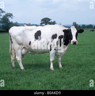 Une bonne vache laitière Friesian Holstein de traite sur la bonne herbe été Devon Banque D'Images