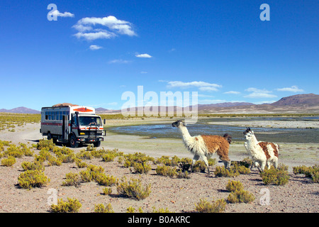 Une équipe terrestre de aventure 'camion' set un couple de lamas comme il se déplace le long d'un chemin de terre isolé de l'Altipla Banque D'Images