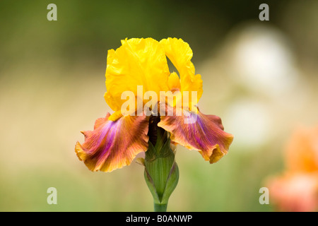 Iris rose et or Banque D'Images