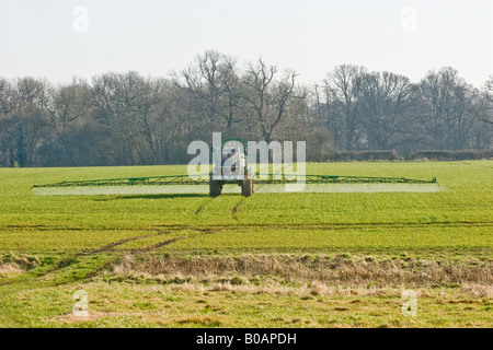 Blé de pulvérisation pour lutter contre les mauvaises herbes Banque D'Images