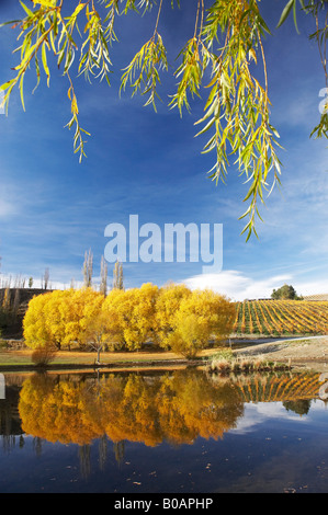 La couleur en automne et vignoble Bannockburn Inlet Lake Dunstan Central Otago ile sud Nouvelle Zelande Banque D'Images