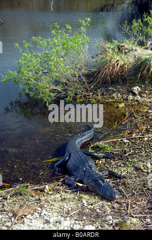 Un Américain d'alligators dans le Evergalades soleil National Park Florida USA Banque D'Images