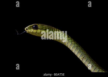 Boomslang (Dispholidus typus) dégustation avec langue de serpent de l'air fixé sur un fond noir Banque D'Images