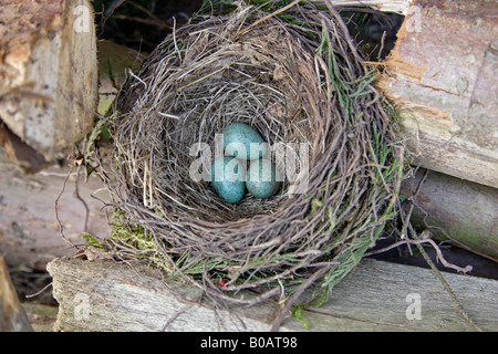 Blackbird nid avec trois œufs sur pile de bois Banque D'Images