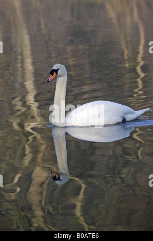 Cygne muet natation sur Cannop Étang Forêt de Dean Banque D'Images