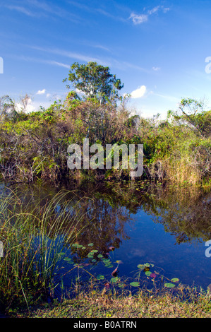 La végétation des terres humides dans les Everglades de Floride USA Banque D'Images