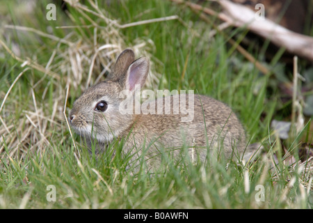 Jeune lapin dans une forêt de Dean Jardin Banque D'Images