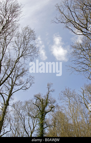 Ciel d'hiver à la recherche jusqu'à travers des arbres dans le Herefordshire Banque D'Images