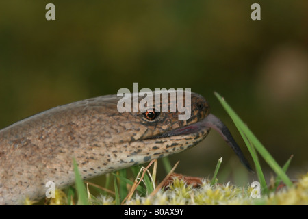 Vers lent (Anguis fragilis) utilisant sa langue pour sentir, Pennines du Nord, Royaume-Uni Banque D'Images