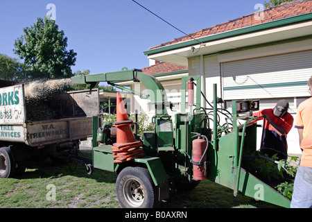 Après une coupe de bois d'arbre est faite immédiatement à partir d'une machine mobile. Banlieue Ferndale près de Perth, Australie occidentale Banque D'Images