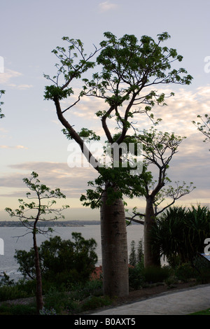 Silhouette de Boabs (Adansonia gregorii) arbre à Kings Park à Perth, Australie occidentale. Banque D'Images