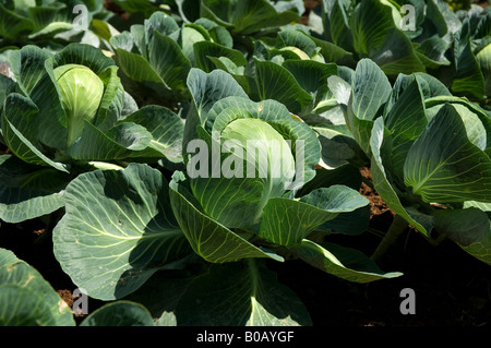 Choux plantes végétales de chou croissant sur une parcelle de jardin de légumes d'allotissement Banque D'Images