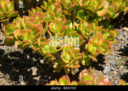 Gros plan de crassula ovata plantes succulentes plante succulente Madère Portugal UE Europe Banque D'Images