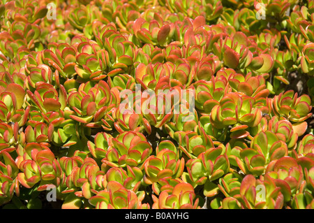 Gros plan de crassula ovata plantes succulentes plante succulente Madère Portugal UE Europe Banque D'Images