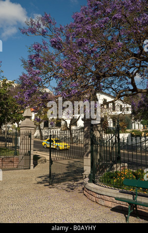 Jacaranda arbre en fleur à l'entrée de Santa Catarina Parc public Funchal Madère Portugal UE Europe Banque D'Images